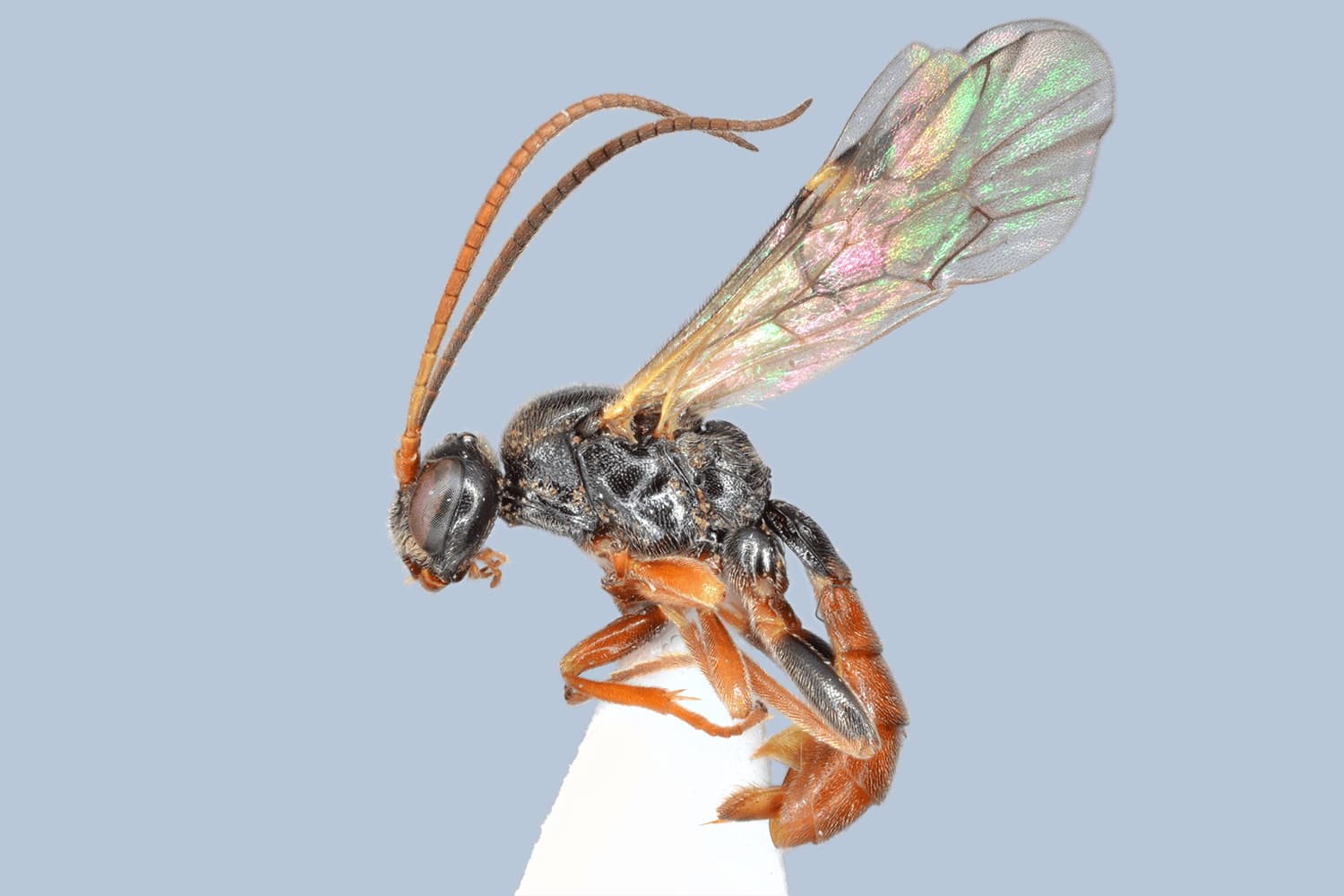 Default image